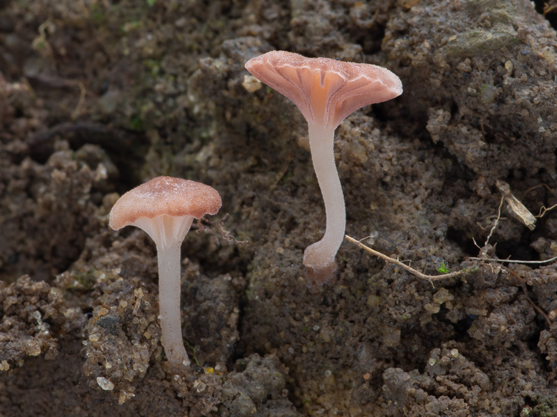 Contumyces rosellus